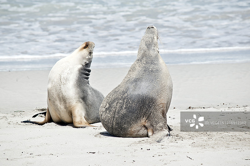 两只海狮游泳后伸展身体图片素材