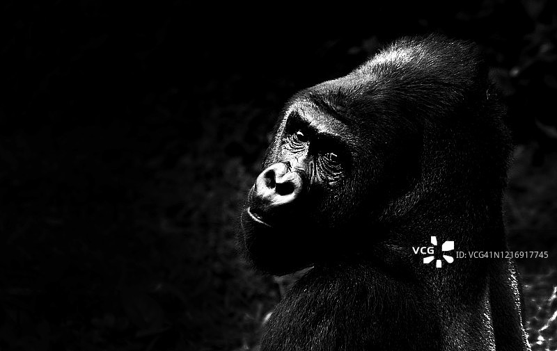 大猩猩肖像图片素材