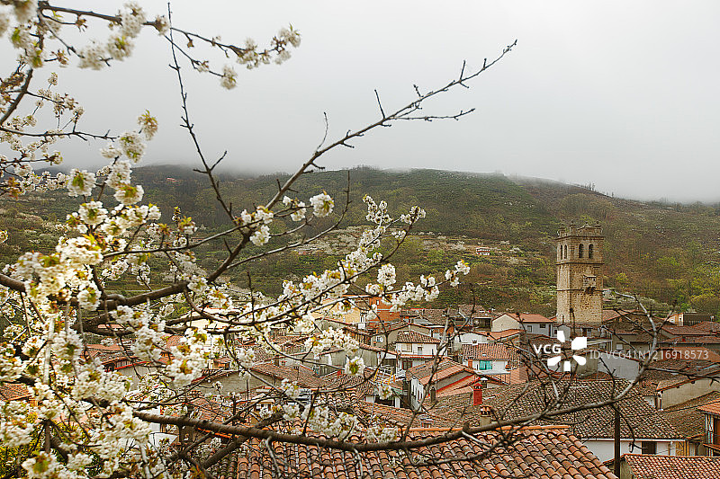 盛开的樱花树，背景是古老的村庄图片素材