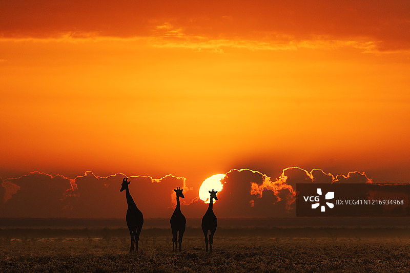日落时的非洲狩猎：萨凡纳的 长颈鹿图片素材