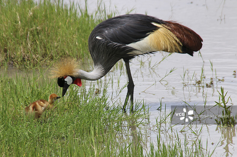 戴冕鹤（Balearica regulorum）与幼鸟图片素材