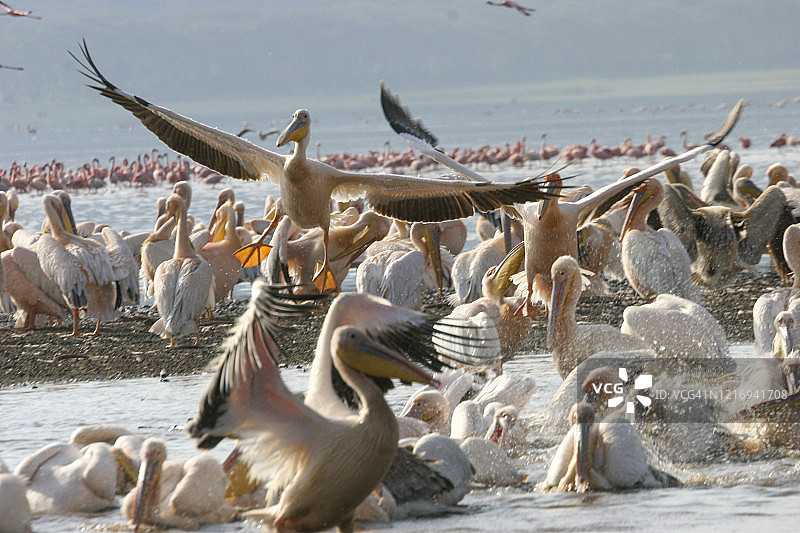 大白鹈鹕图片素材