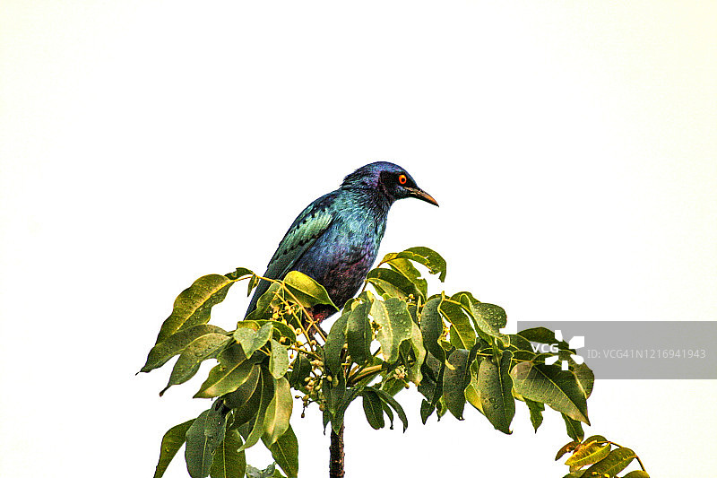 蓝耳辉椋鸟图片素材