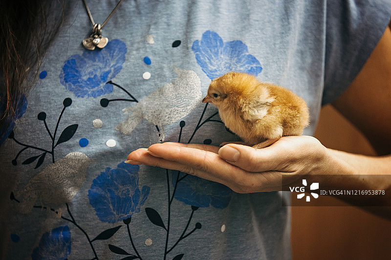 女人手在家抱着可爱的新生小鸡图片素材