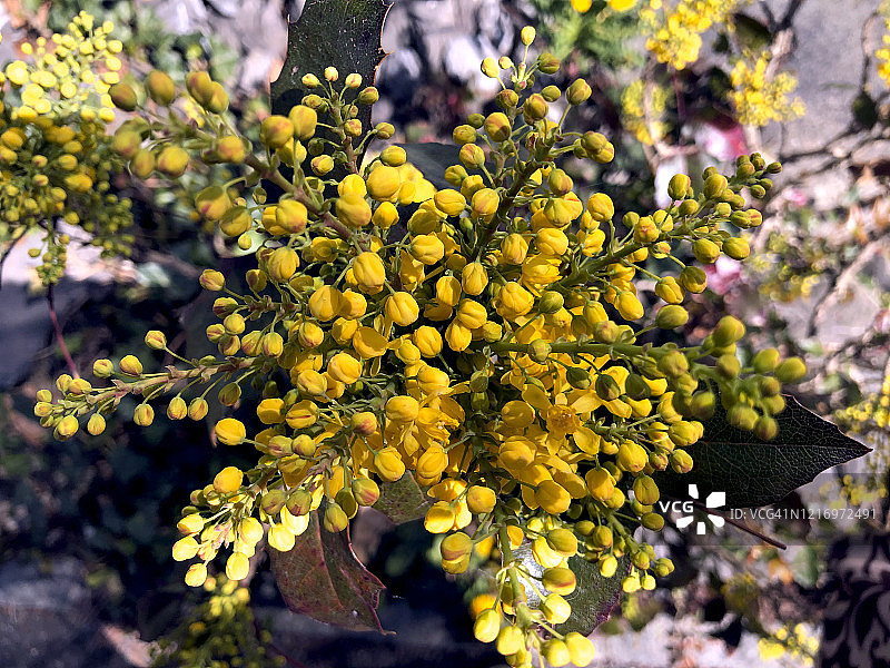 盛开的俄勒冈葡萄图片素材
