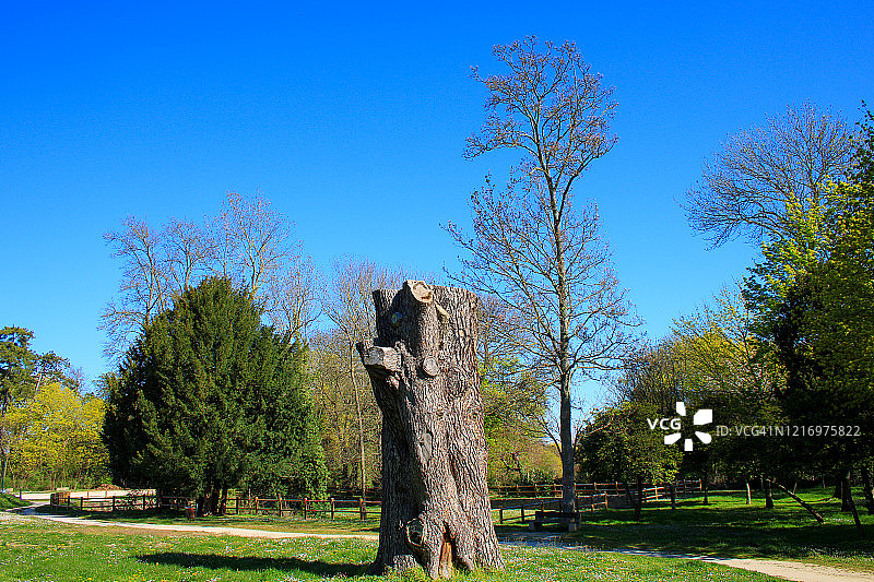 春季树木繁茂的公园景色图片素材