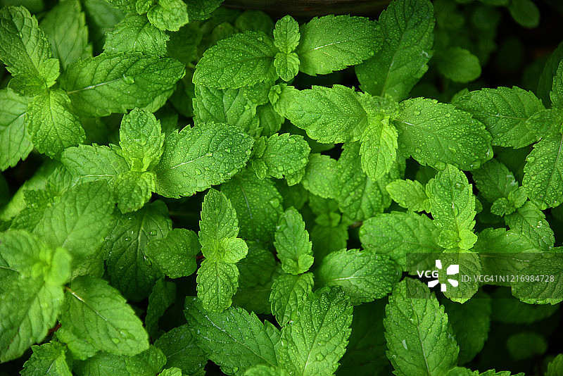 新鲜薄荷植株阿育吠陀有机草药图片素材