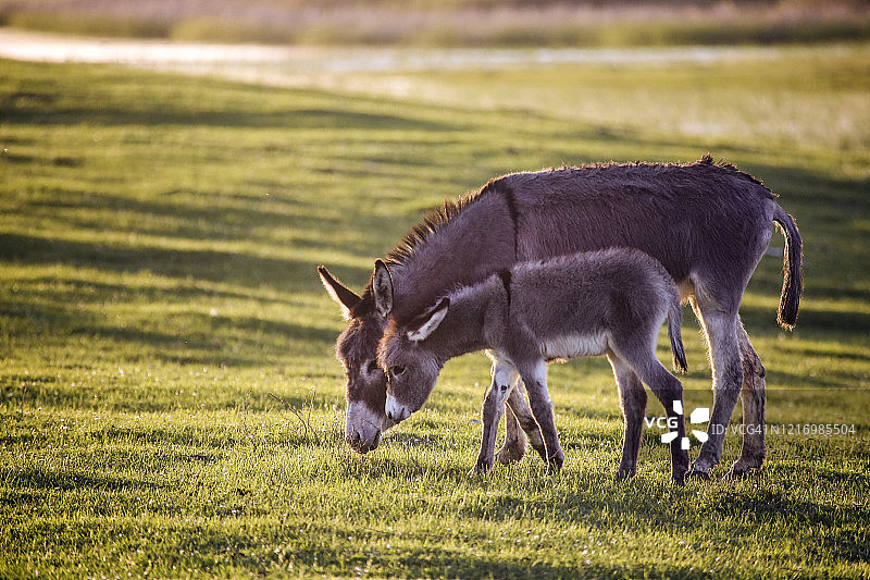 田野里的驴图片素材