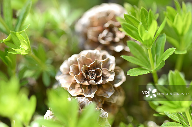 森林里的落叶松果图片素材