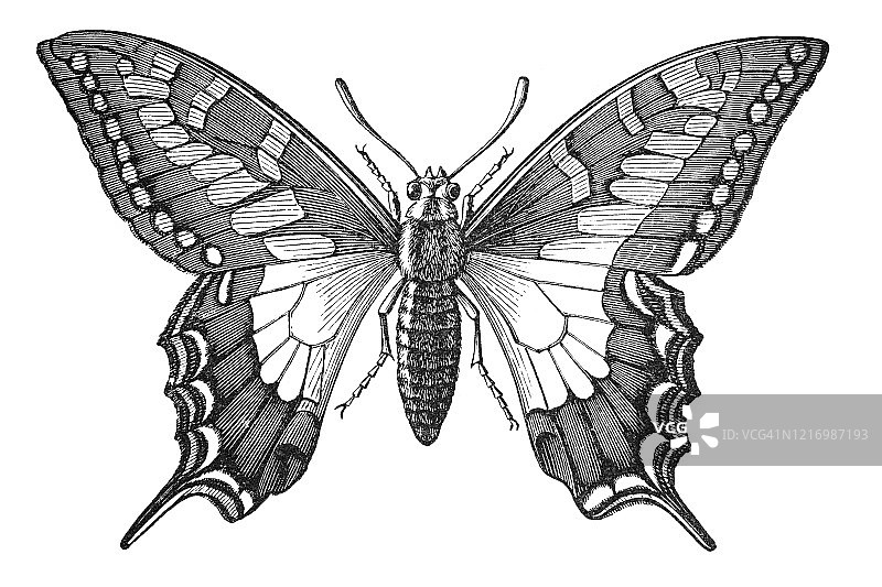 老式雕刻：燕尾蝶 - 昆虫学图片素材