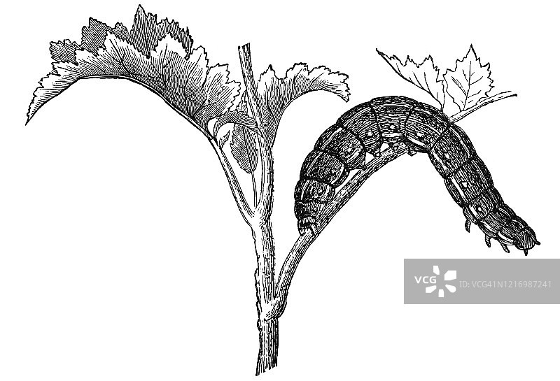 老式雕刻插图：菜粉蝶的毛虫 - 昆虫学图片素材