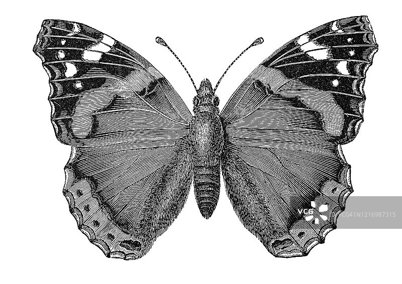 海军上将蝴蝶昆虫学古版画，1894年出版的通俗百科全书图片素材