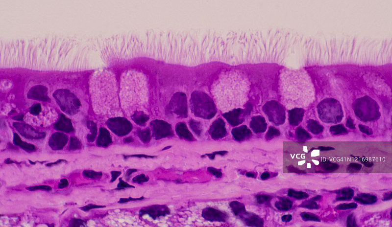 纤毛上皮和杯状细胞---假复层纤毛柱状上皮，气管，250倍图片素材