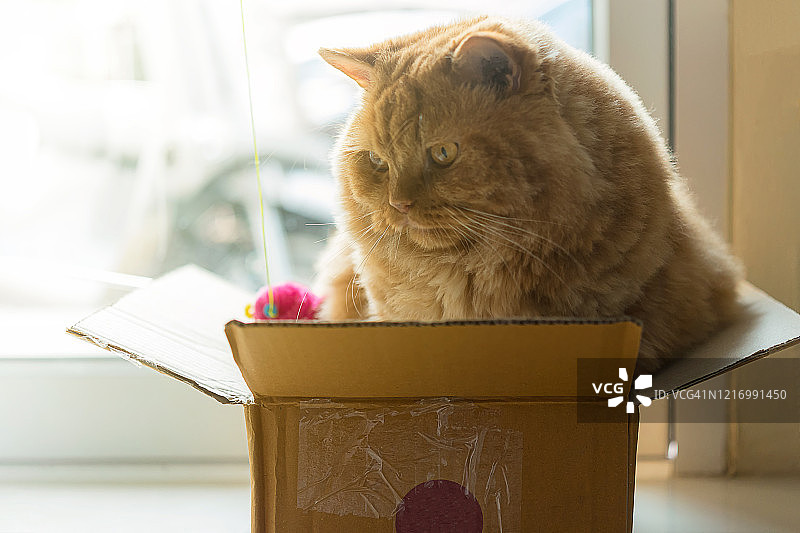 猫咪玩盒子和玩具图片素材