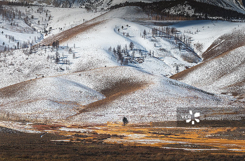 东部内华达山脉山麓的新雪图片素材
