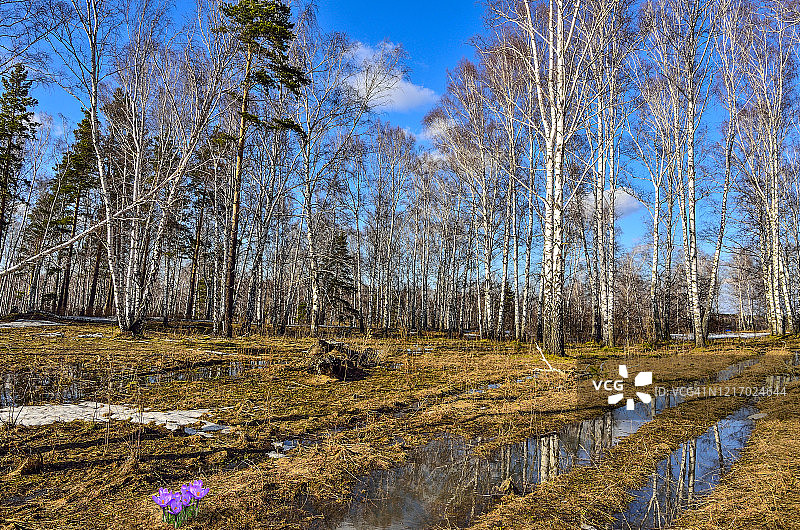 桦树林中盛开的番红花，早春景观图片素材