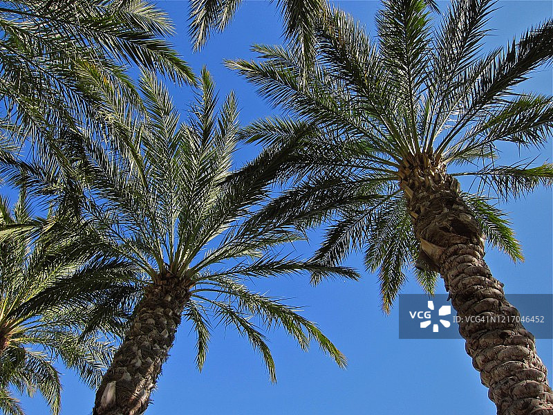 蓝天下两棵棕榈树的低角度视图图片素材