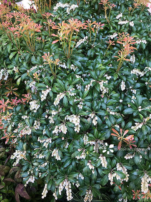 春季的日本石楠：花与新叶图片素材