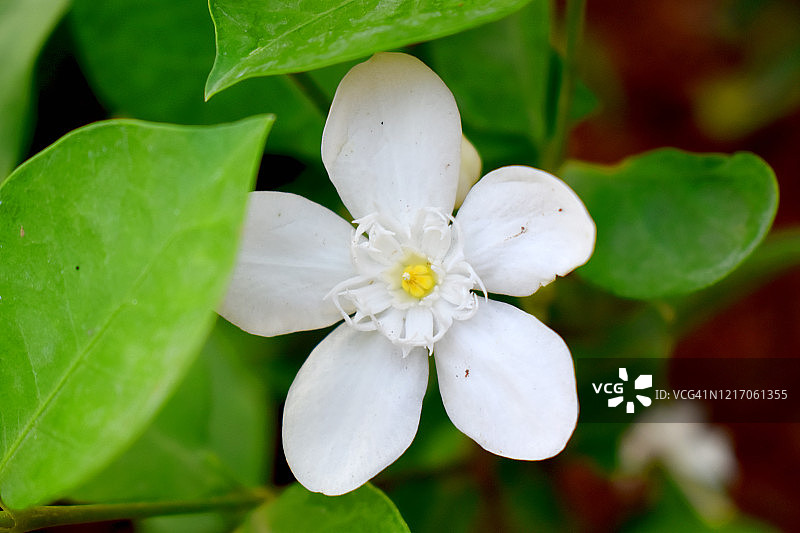 盛开的白色花朵与绿色叶子，背景为常绿茉莉图片素材
