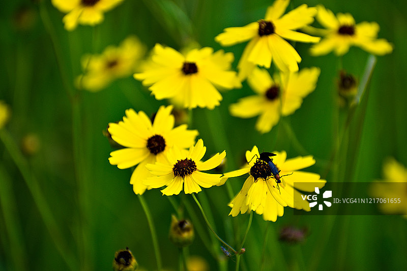 美丽黄色野花图片素材