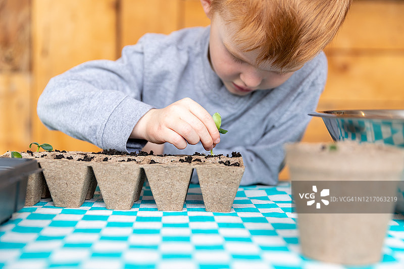 隔离在家时重新种植发芽种子的可爱孩子图片素材