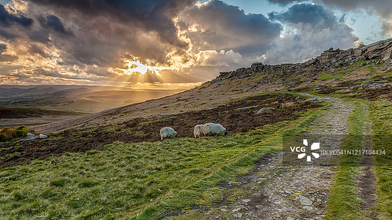 Stanage的羊图片素材