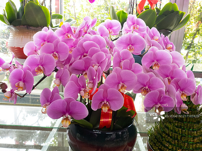 开花的盆栽蝴蝶兰图片素材