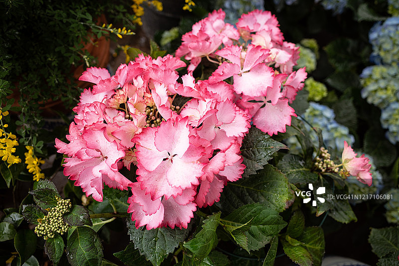 盛开的粉色香石竹图片素材