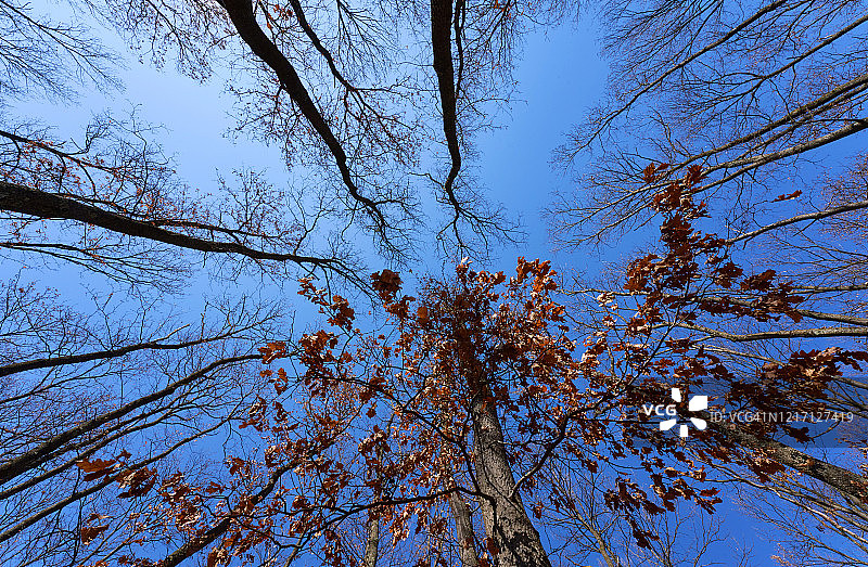 罗马尼亚特兰西瓦尼亚三月的森林巨树图片素材