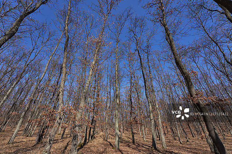 森林秋景：黄色棕色落叶，晴朗的自然风光图片素材