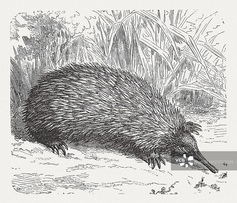 短吻针鼹木刻版画，1893年图片素材