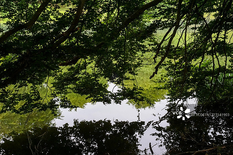 树枝悬垂 – 抽象图片素材