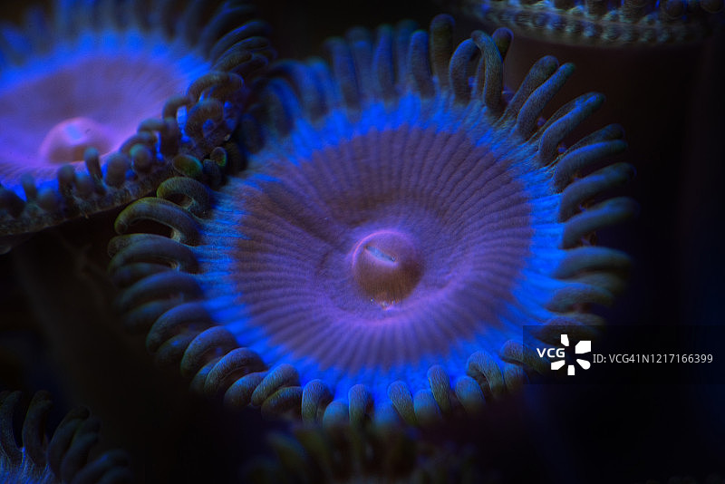 迈阿密罪恶zoa珊瑚特写镜头图片素材