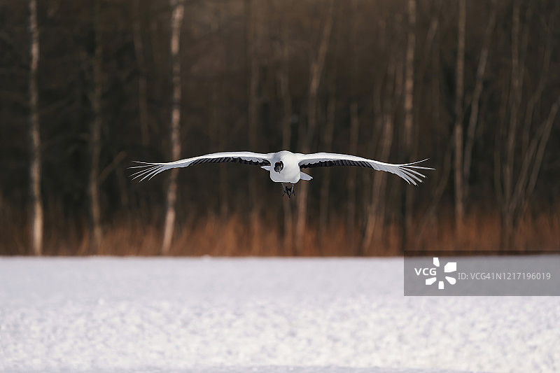 飞翔的鹤图片素材