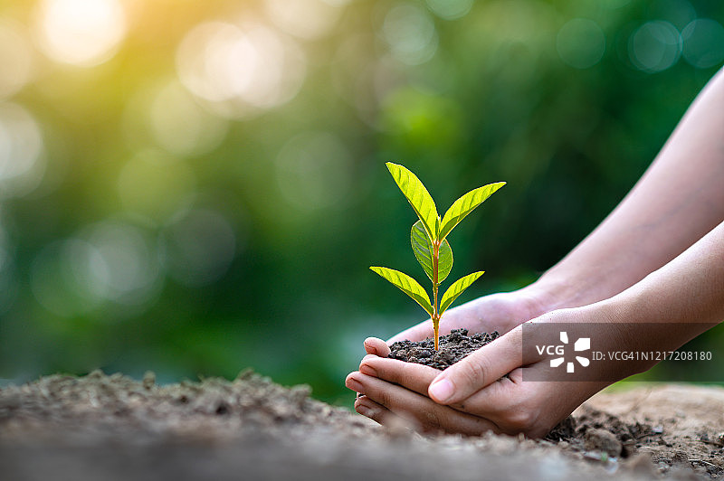 世界地球日：手中生长的小树苗，绿色背景，女性在自然田野草地森林中手捧树木，环保概念图片素材