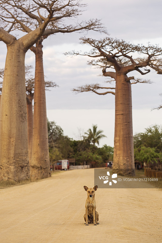 非洲马达加斯加的猴面包树，狗在猴面包树旁图片素材