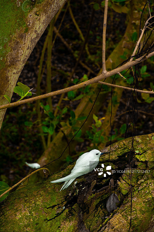 树干上的白燕鸥图片素材
