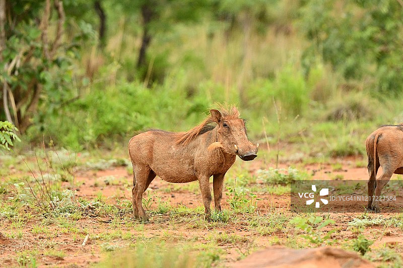 野生疣猪图片素材