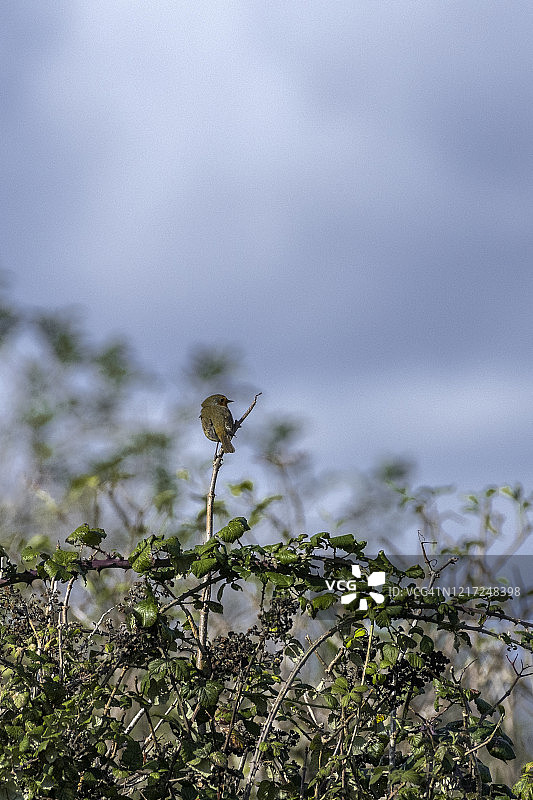 自然保护区中美丽的红知更鸟树图片素材
