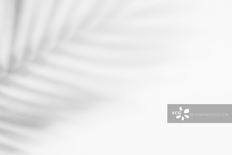 墙上的树叶阴影图片素材