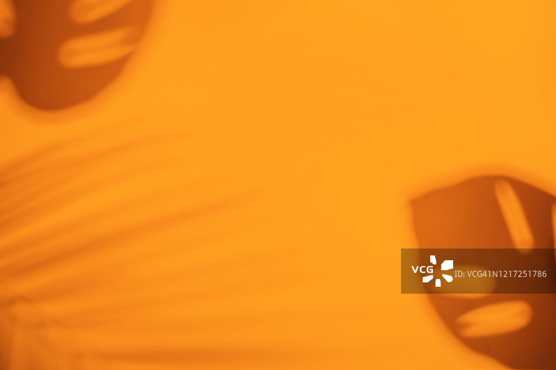 树叶的阴影图片素材