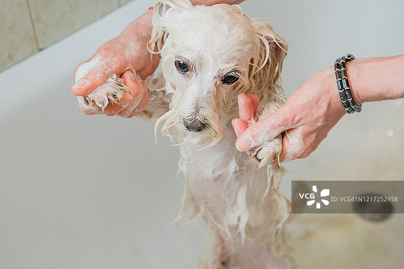 宠物护理：新冠病毒防护图片素材