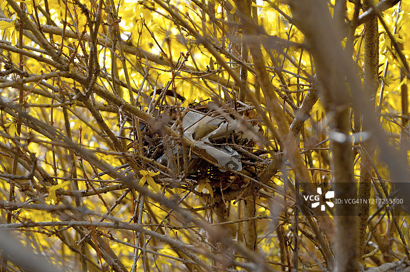 鸟巢图片素材
