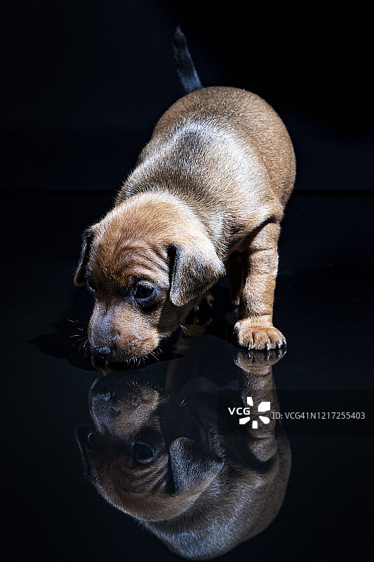 黑色背景上的迷你品小狗图片素材