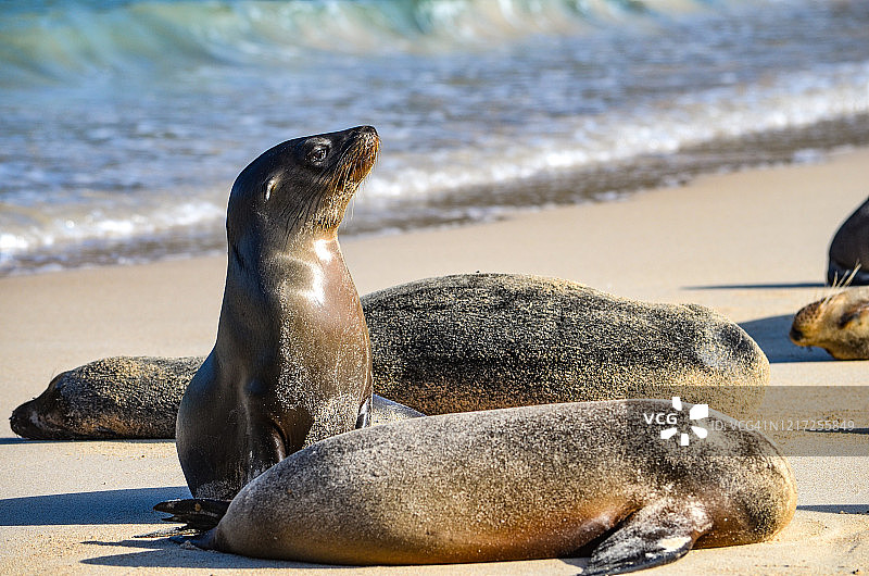 圣达菲岛上的加拉帕戈斯海狮图片素材
