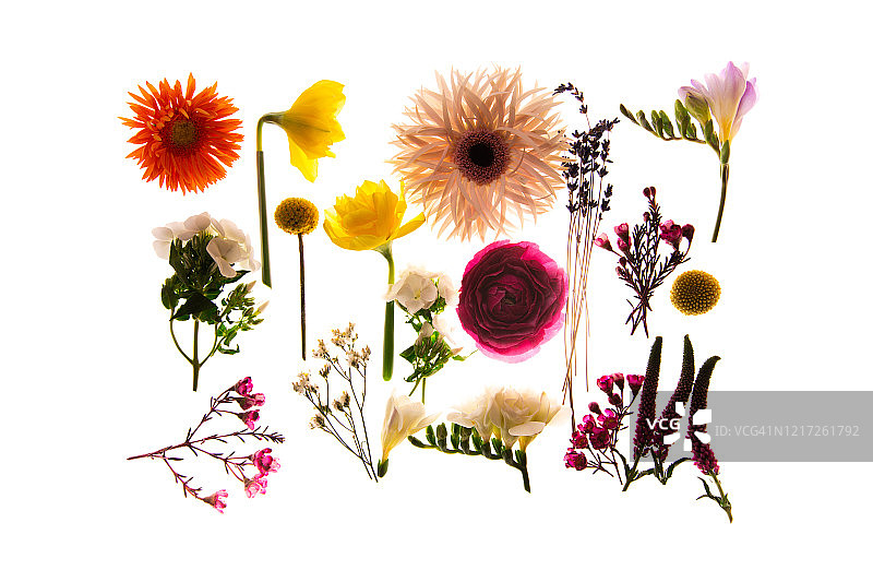 夏季花卉壁纸图片素材