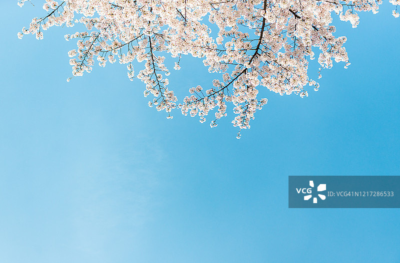 樱花盛开图片素材