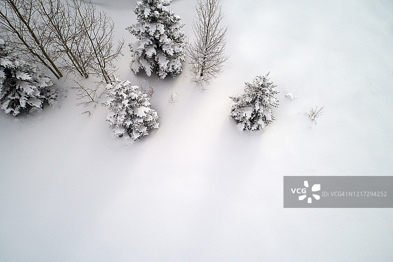 冬季的蓝色云杉图片素材