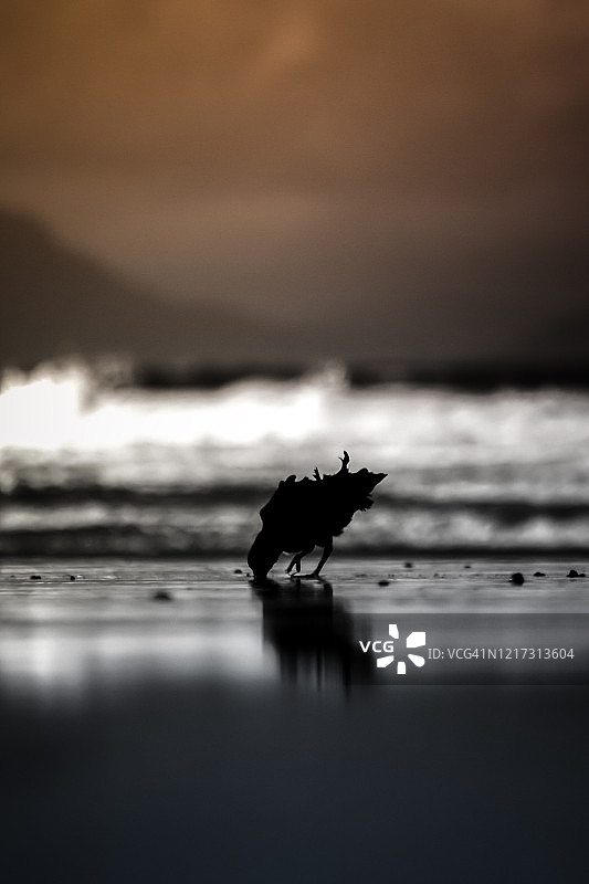 新西兰海滩上正在觅食的鸟图片素材