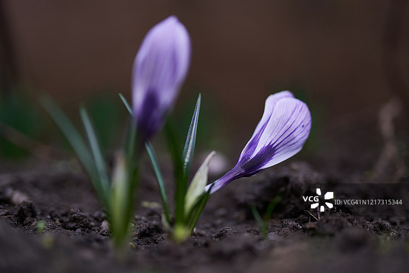 紫色番红花（春季背景）图片素材